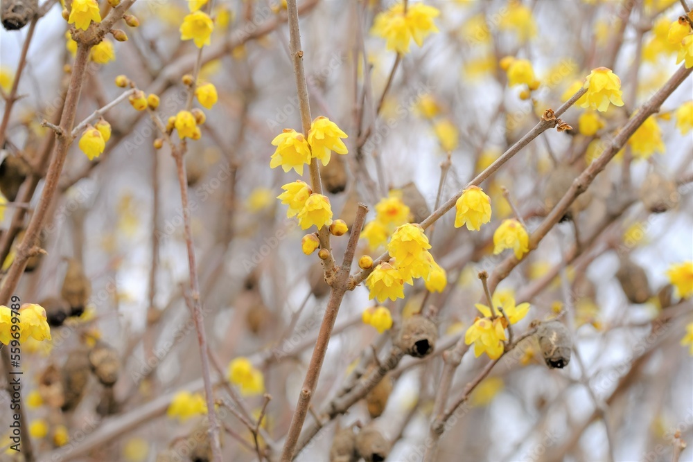 Winter sweet , Japanese allspice in full blooming Winter sweet , Japanese allspice in full blooming