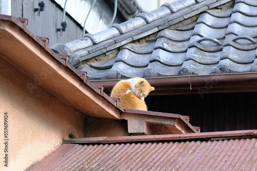 cat on the roof of Japanese old house