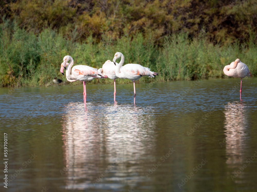 Group of Flamingo in the water