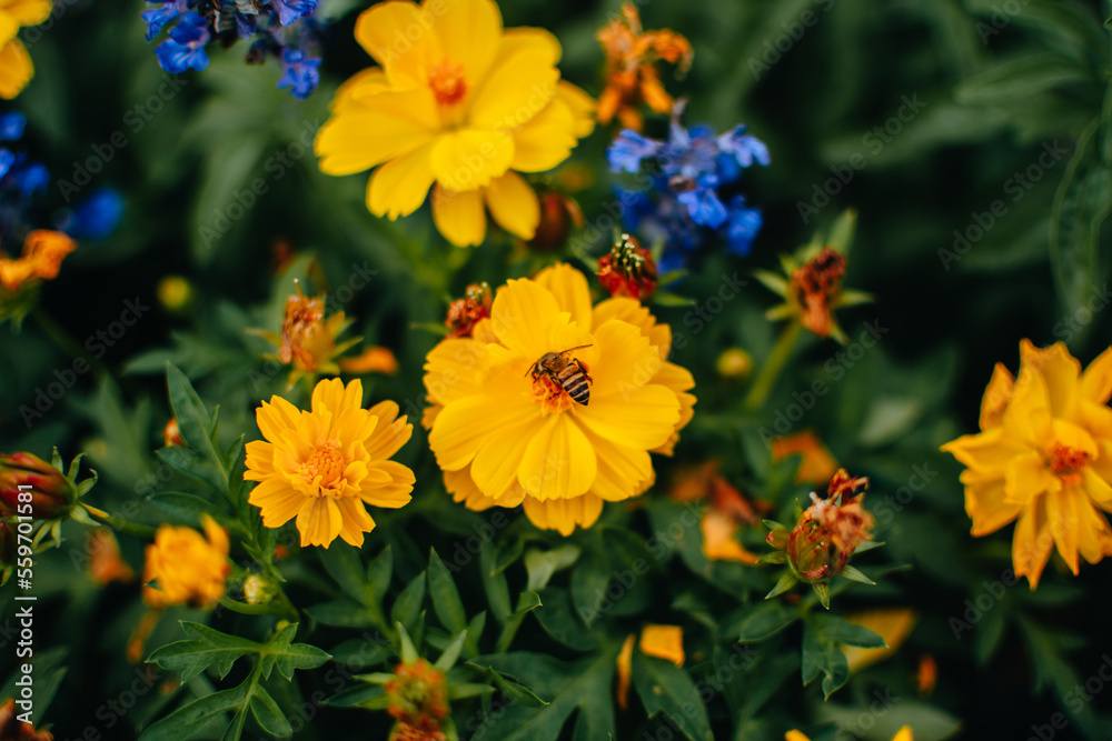 Obraz premium Bee on yellow flower. Bumble bees on amazing yellow flowers in the garden in summer. Bees pollinates.