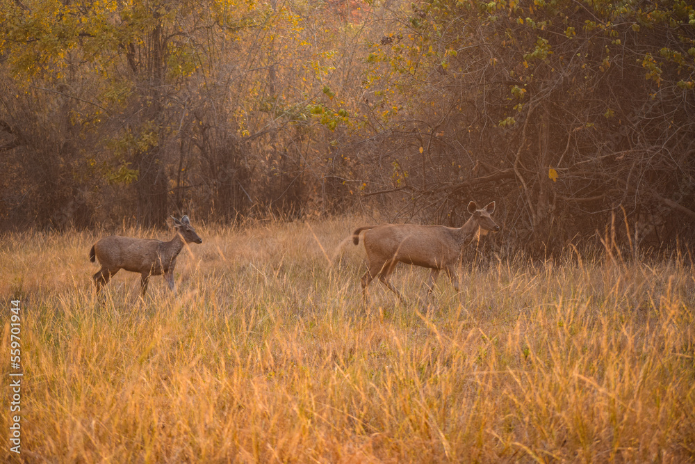 Two sambar deers walking on grass in golden hour light, Evening safari in Tadoba