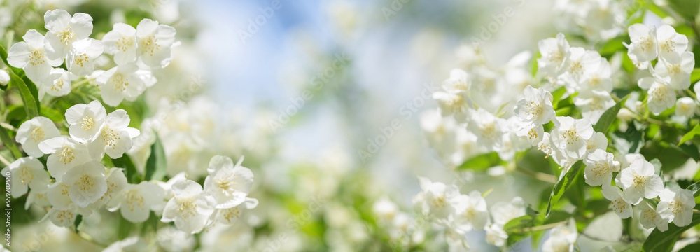 jasmine flowers on a bush in a garden jasmine flowers on a bush in a garden