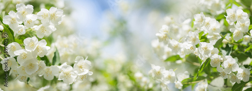 jasmine flowers on a bush in a garden
