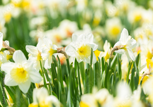 Daffodil flowers blooming in a garden