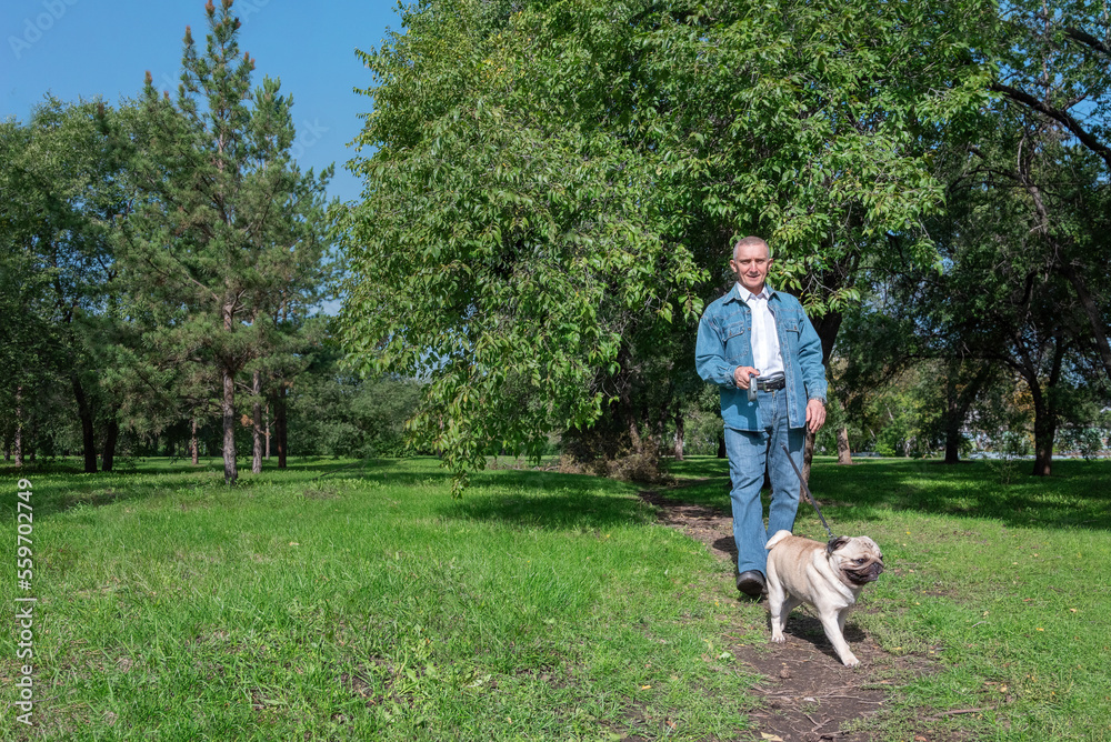 an elderly man with a pug in the park, walking, a dog pulling a leash, a man smiling, selective focus