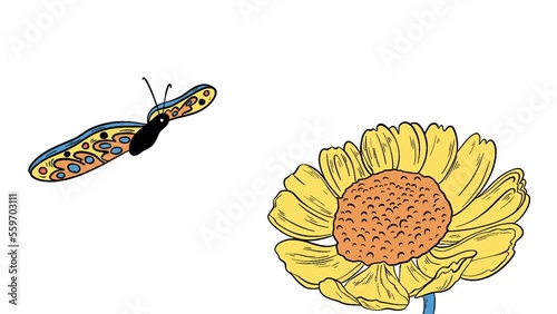 Animation hand drawn frame-by-frame in color of a butterfly in flight over a flower on a white isolated background, on a background for a chromakey. High quality FullHD footage
