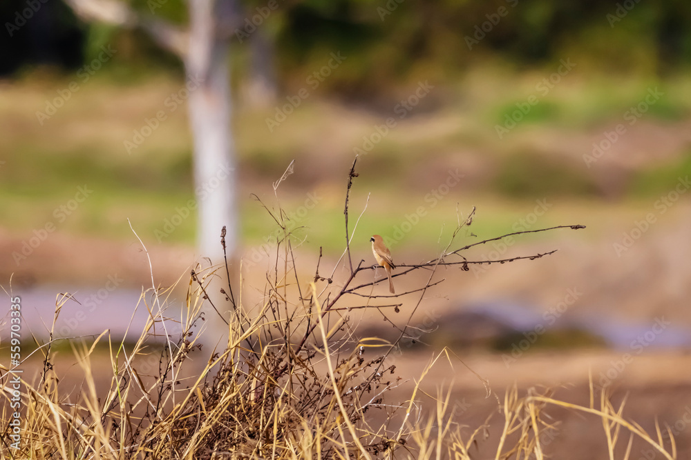 The Shrikes on a branch The Shrikes on a branch