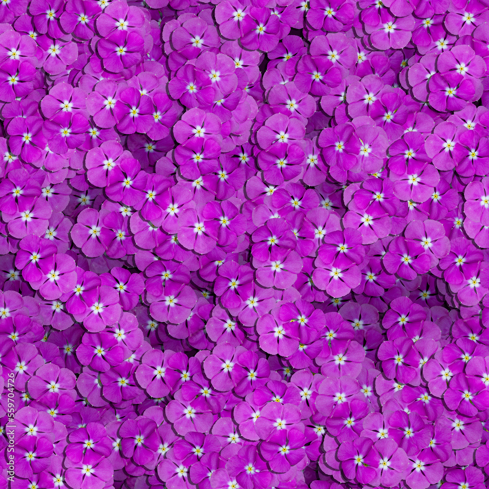 Beautiful purple flower texture. Use it as a design background. Beautiful purple flower texture. Use it as a design background.