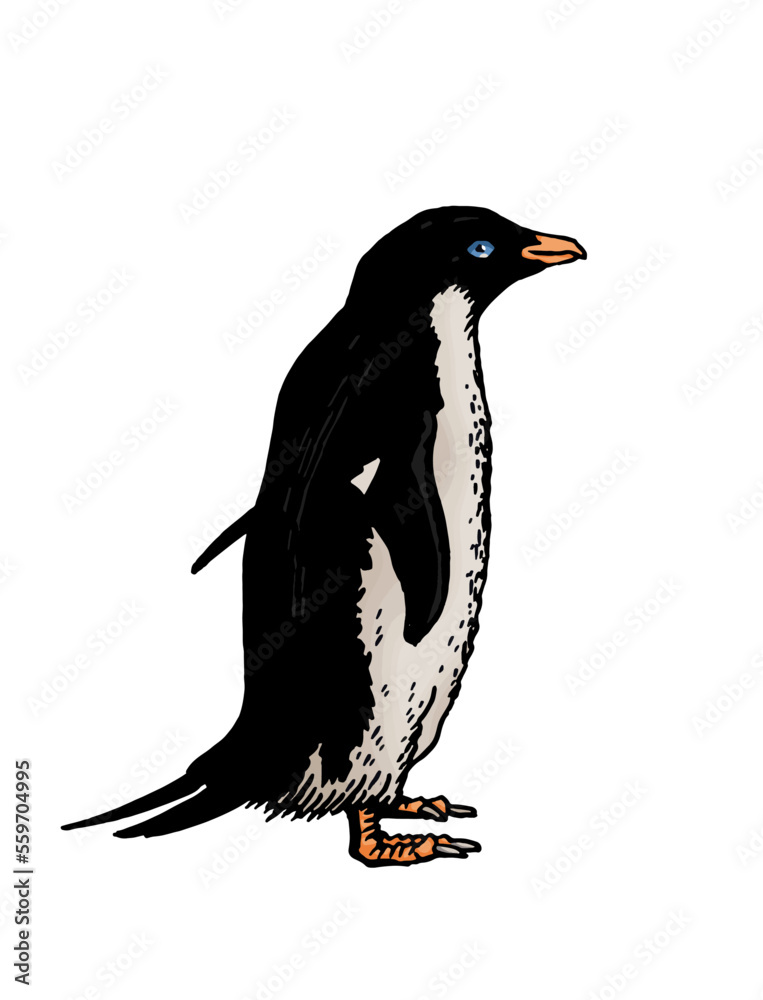 Obraz premium Color vector penguin on white isolated , bird of Antarctica and the south coast of Africa
