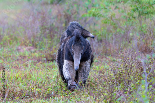 Giant Anteater, Myrmecophaga tridactyla, walking with a baby on her back on an open grassland in the North Pantanal in Brazil.  photo