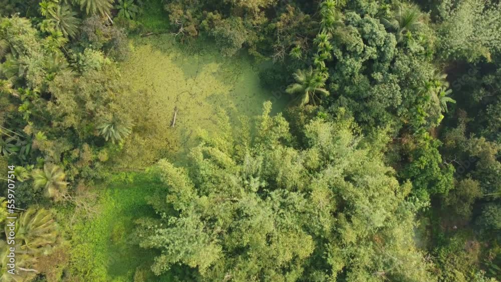 Area view shot of jungle or forest at winter season. Area view shot of jungle or forest at winter season.