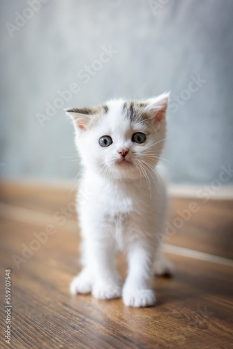 Scottish fold kitten sitting on white background. Tabby kitten sitting on wooden floor with blurred background.