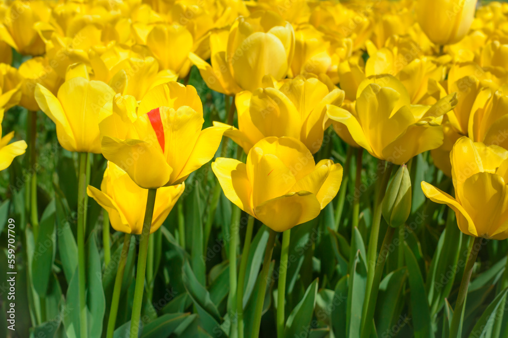 Yellow tulip with a red stripe on a blurred background Yellow tulip with a red stripe on a blurred background
