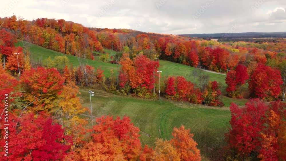 fly over bright red and orange coloured trees that stand out against green field fly over bright red and orange coloured trees that stand out against green field