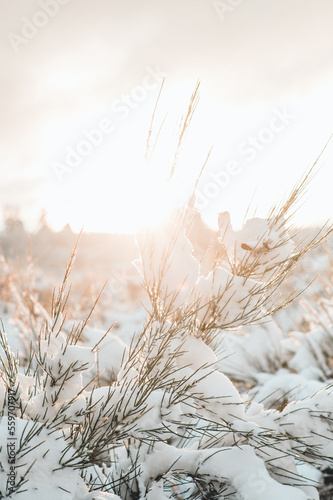 Schnee im Gegenlicht 