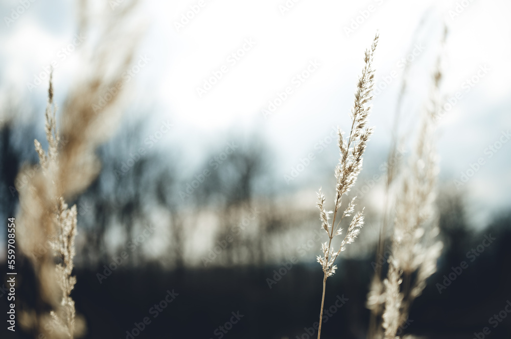 Naklejka premium Gras im Gegenlicht 