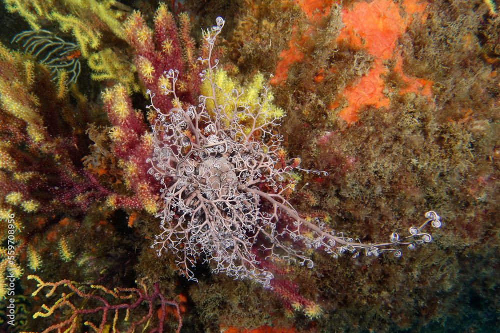 Gorgon's head or Basket star (Astrospartus mediterraneus) Gorgon's head or Basket star (Astrospartus mediterraneus)