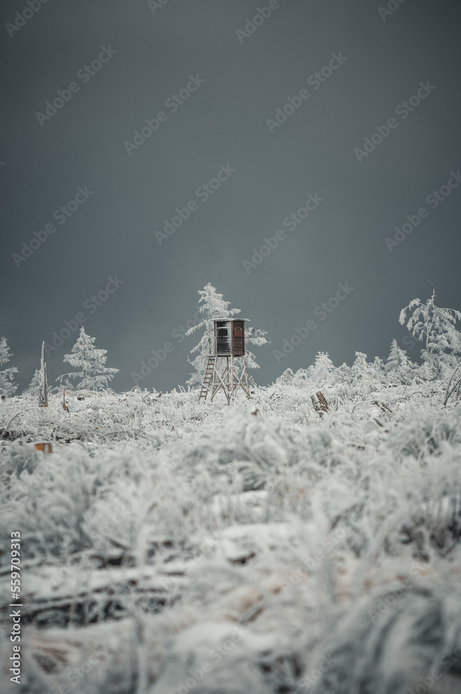 Winterwald Winterwald