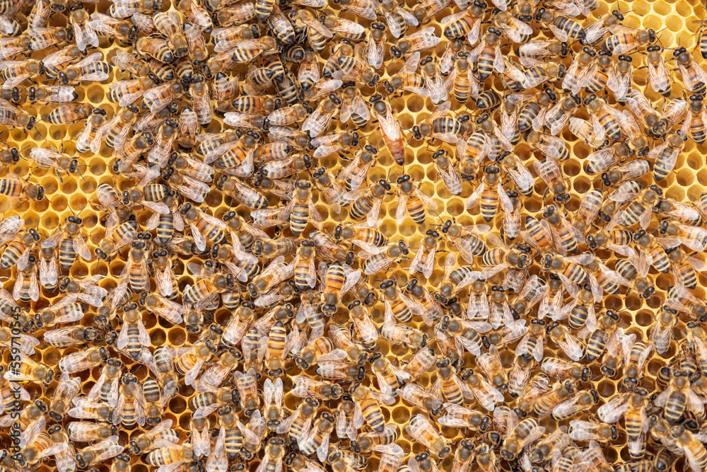 Queen beesurrounded by worker bees Queen beesurrounded by worker bees