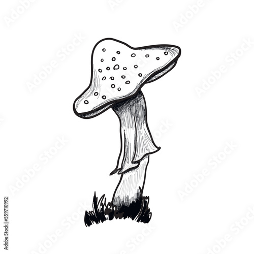 amanita  spotted mushroom sketch hand drawn vector illustration