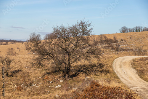 A leafless tree by the side of the road