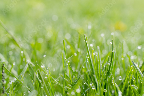 Shiny green lawn. Morning dew. Beautiful nature. Fresh grassland cover with miracle clear drops of water blur macro shooting.