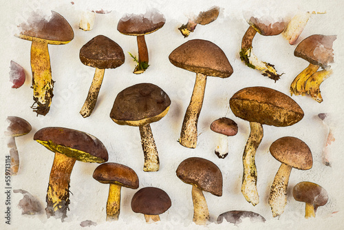 Different mushrooms watercolor illustration. Didital art painting. Mushroom background. Food. White mushroom flywheel boletus russula. Top view.