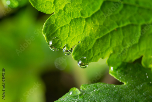 Large beautiful drops of transparent rain water on a green leaf macro. Drops of dew in the morning glow in the sun. Beautiful leaf texture in nature. Natural background