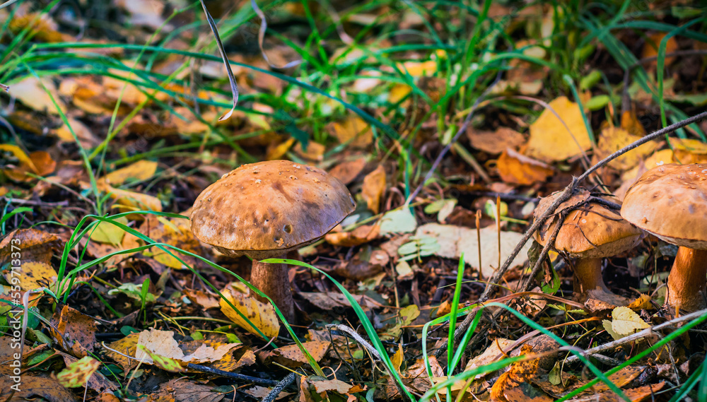 a beautiful brown birch mushroom growing in the forest a beautiful brown birch mushroom growing in the forest