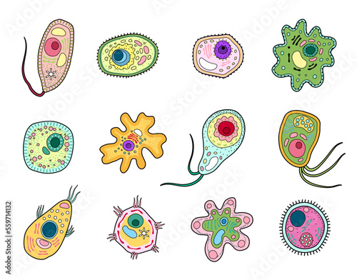 Protista, protozoa or amoeba microorganism, ameba cells and unicellular organism, vector. Bacteria in lab microscope, amoeba protista or protozoan cells structure, protist biology, microbiology photo