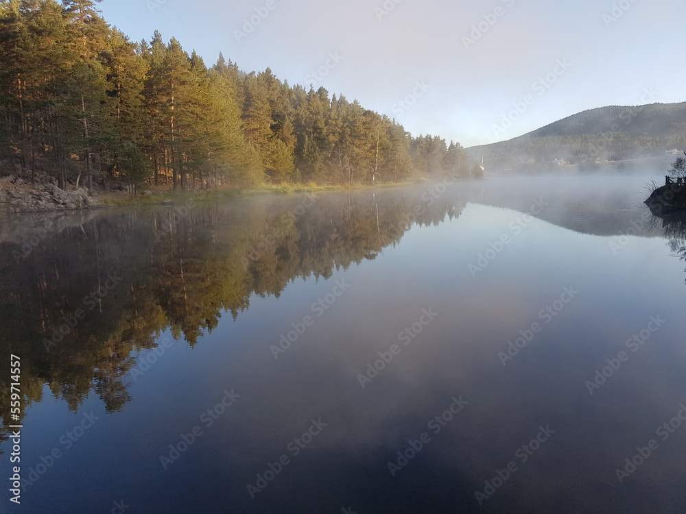  forest, fog, reflection