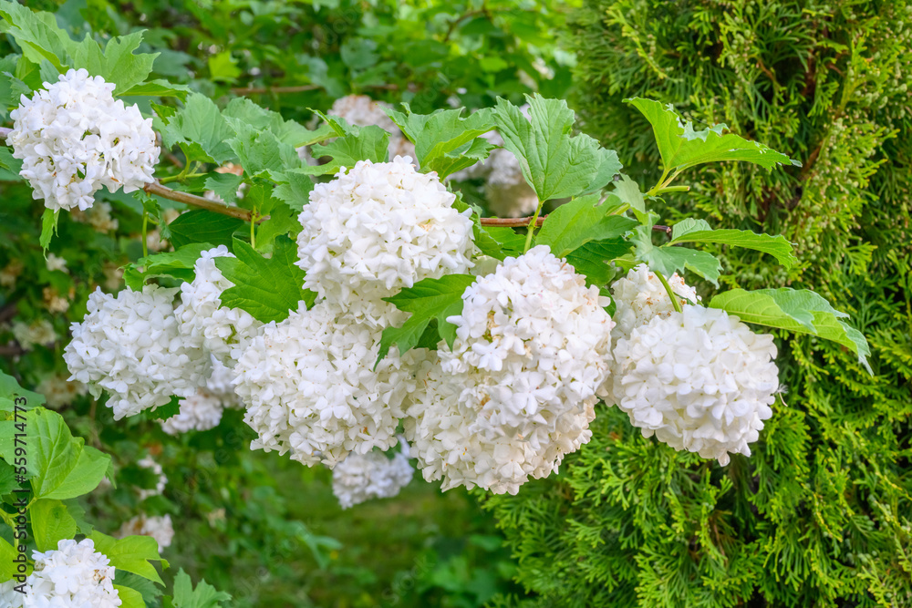 Blooming spring flowers. Large beautiful white balls of blooming Viburnum opulus Roseum Boule de Neige . White Guelder Rose or Viburnum opulus Sterilis, Snowball Bush, European Snowball. Blooming spring flowers. Large beautiful white balls of blooming Viburnum opulus Roseum Boule de Neige . White Guelder Rose or Viburnum opulus Sterilis, Snowball Bush, European Snowball.
