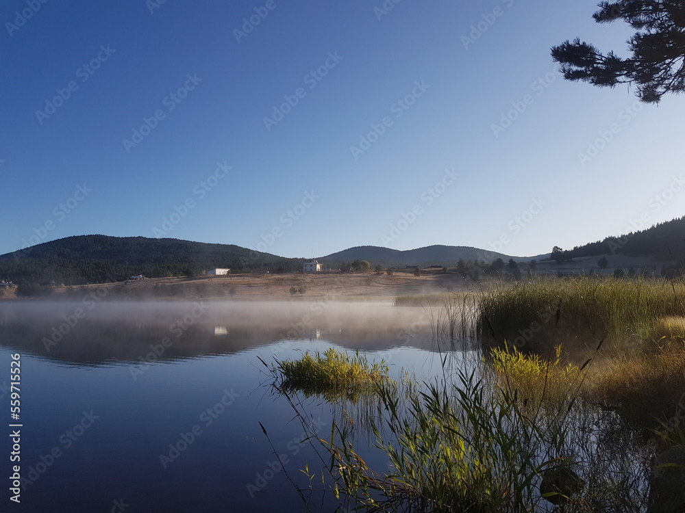 forest, fog, reflection forest, fog, reflection