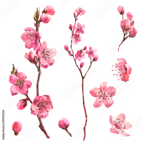 Watercolor branch blossom sakura, pink cherry tree, flowers set isolated on white background. photo