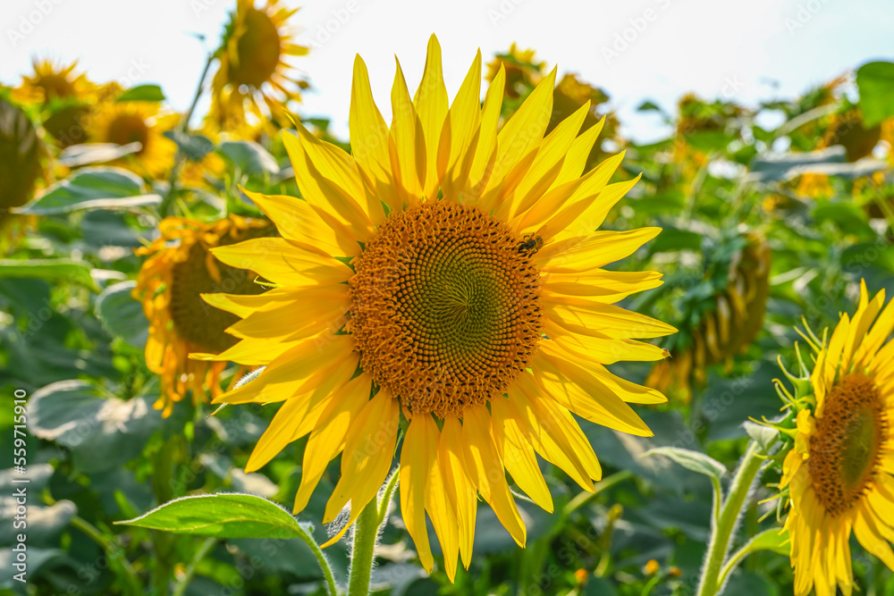 Beautiful sunflower in sunflowers field on summer with blue sky at Europe.