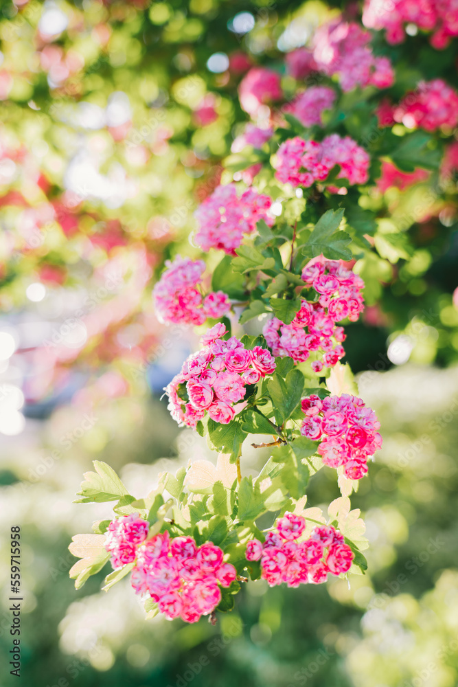 Branches of pink flowers of blooming crataegus pauls scarlet tree in spring on a Sunny day. Springtime flowers and spring nature beauty. Soft selective focus. Copy space Branches of pink flowers of blooming crataegus pauls scarlet tree in spring on a Sunny day. Springtime flowers and spring nature beauty. Soft selective focus. Copy space