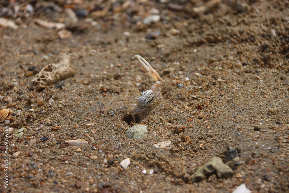 Male fiddler crab waving its larger claw to attract mates Male fiddler crab waving its larger claw to attract mates