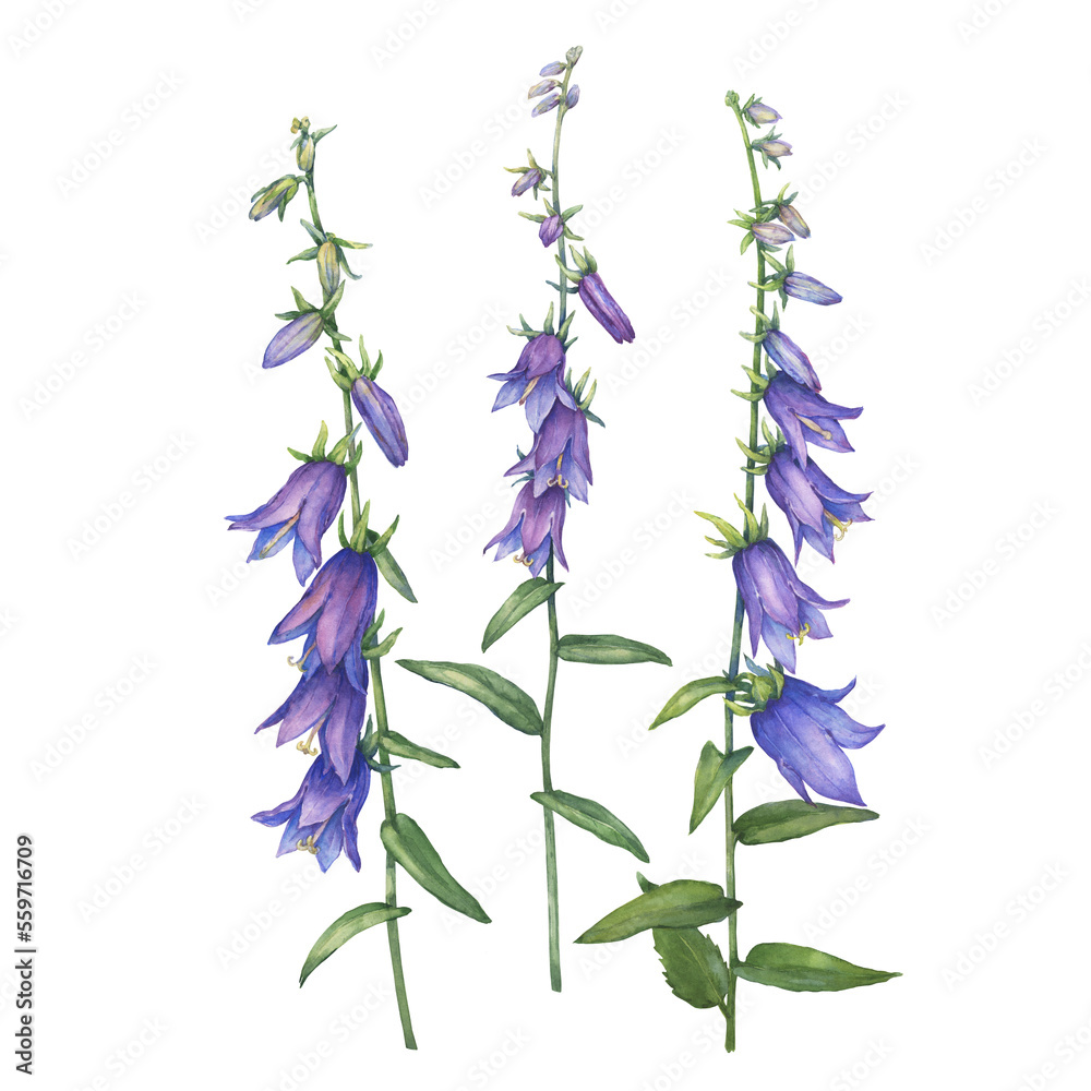 Set of  bright blue-violet campanula rapunculoides flower (rampion, rover bellflower, creeping bluebell, purple bell, garden harebell). Watercolor hand drawn painting illustration isolated on white