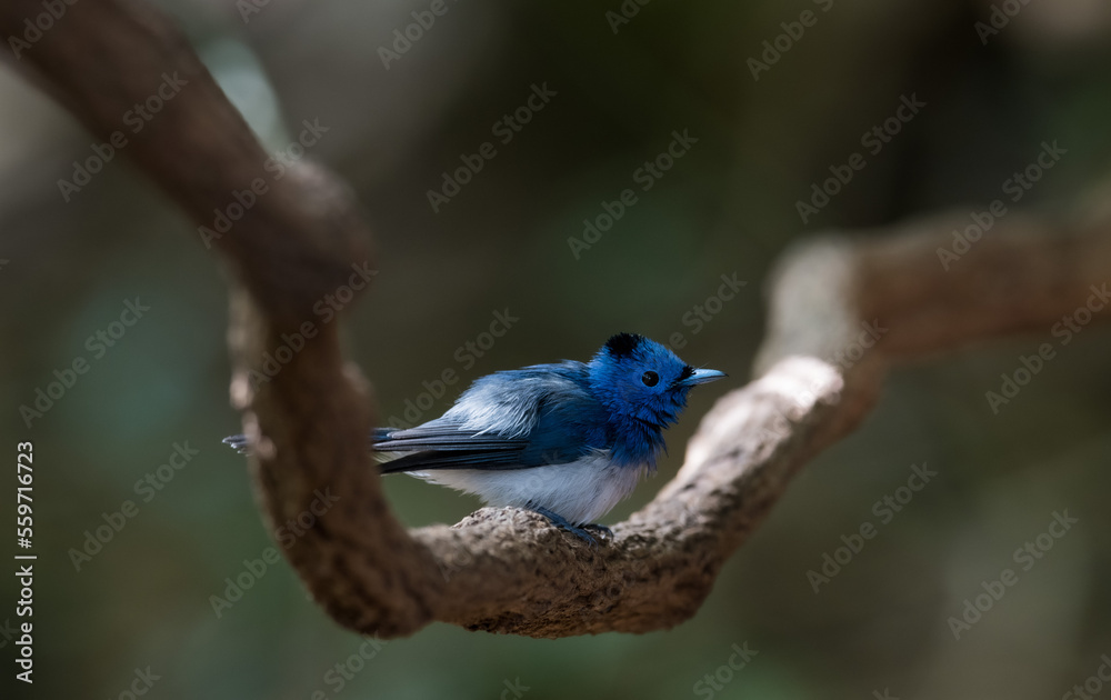 Dark blue wide mouth The occiput has a short crest, set to be a ridge. The top is black, the head of the chest, upper body and tail are dark blue.