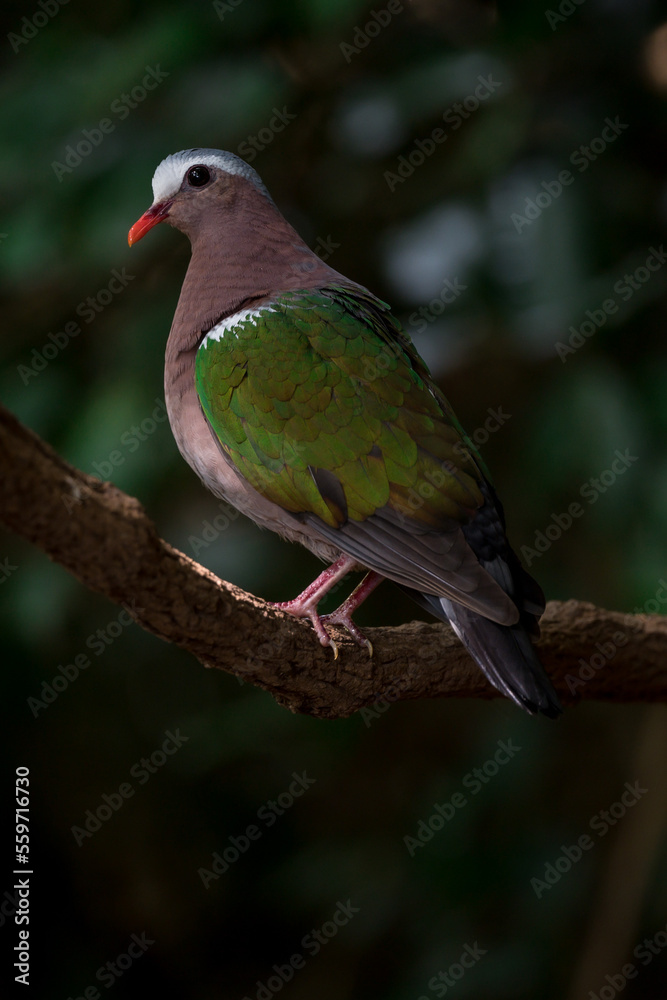 Obraz premium There is hair on the back, fresh green. Straight near the base of the tail, two white stripes across The characteristics of males and females are different. The male has a white forehead and eyebrows.