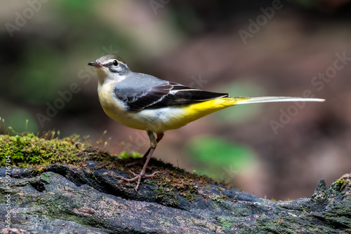 Grey Wagtail Long narrow eyebrows white, head and upper body gray. The black year has stripes from the edge of the feathers at the base of the white wings, white neck, and yellow belly.