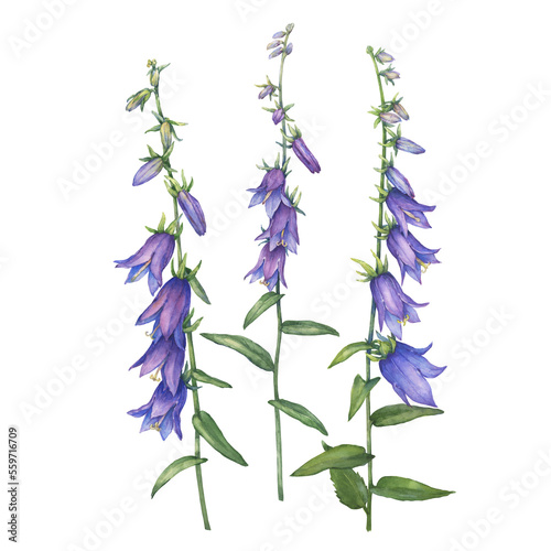 Set of bright blue-violet campanula rapunculoides flower (rampion, rover bellflower, creeping bluebell, purple bell, garden harebell). Watercolor hand drawn painting illustration isolated on white