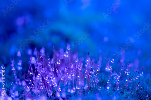 Macro photo of forest moss with dew drops. Blurred and copy space