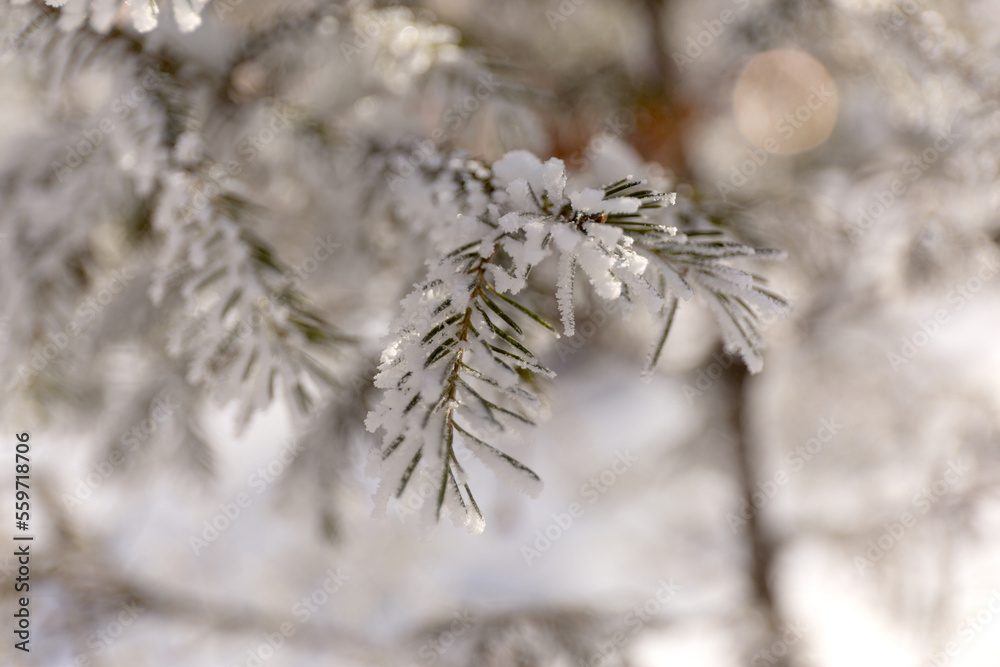 Close Up Snow Covered Winter Spruce Frost Branches. Christmas Tree Background.