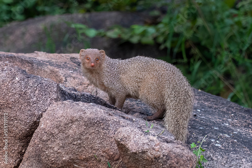 Fotografi Indian grey mongoose or Urva edwardsii observed in Hampi, India