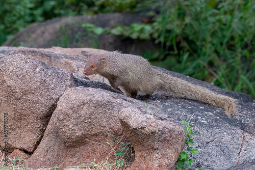 Indian grey mongoose or Urva edwardsii observed in Hampi, India photo