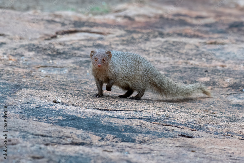 Indian grey mongoose or Urva edwardsii observed in Hampi, India Indian grey mongoose or Urva edwardsii observed in Hampi, India