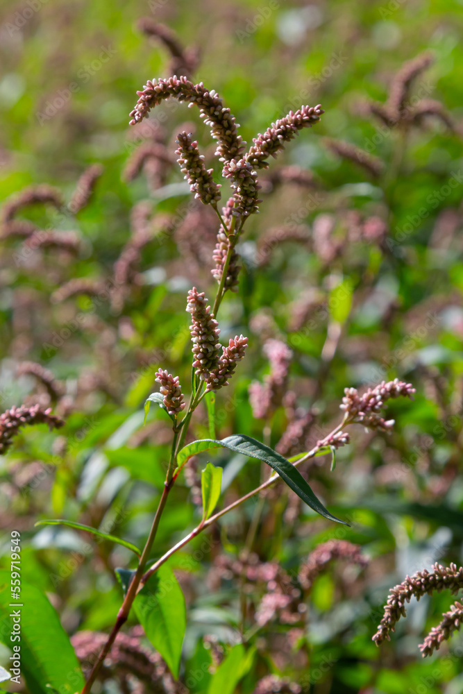 Persicaria longiseta is a species of flowering plant in the knotweed family known by the common names Oriental lady's thumb, bristly lady's thumb, Asiatic smartweed, long-bristled smartweed