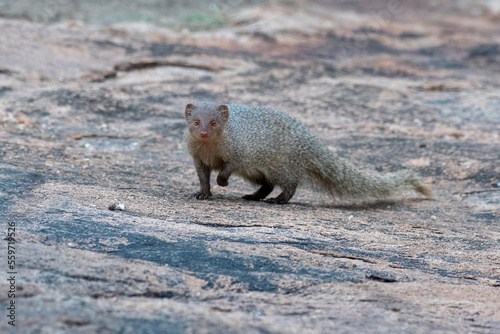 Photos Indian grey mongoose or Urva edwardsii observed in Hampi, India