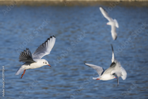 Seagulls in flight. White birds above the water.